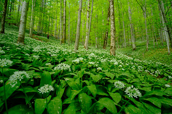 workshop cetatile ponorului