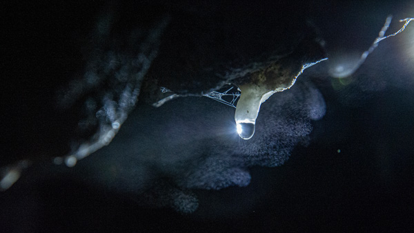 workshop gaura oanei